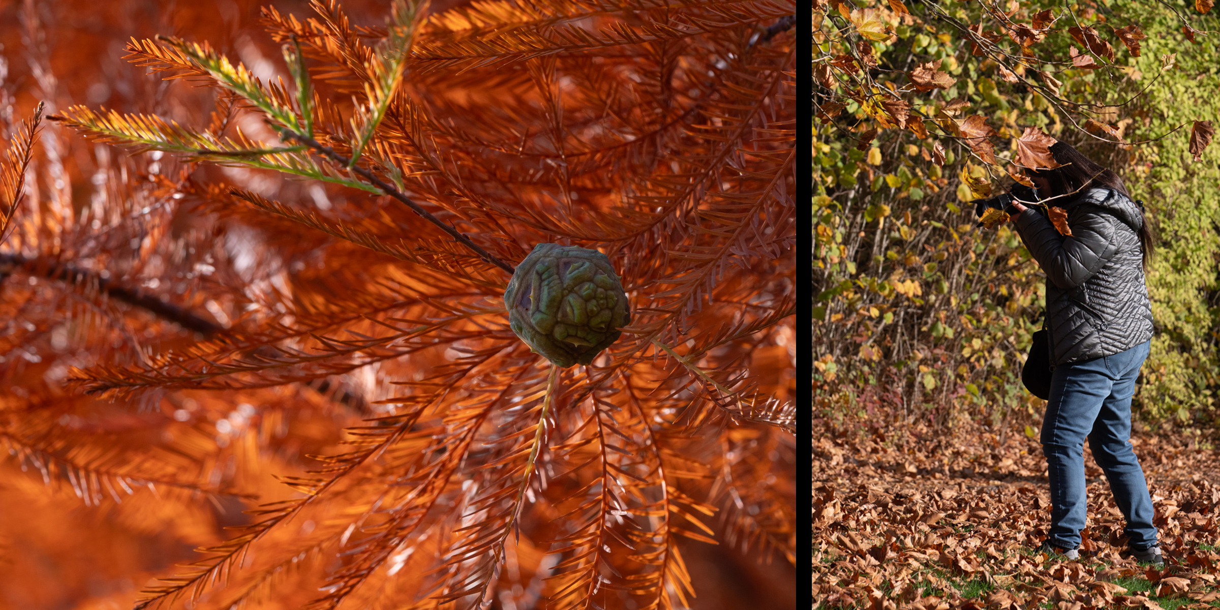 ordinary web and lamp