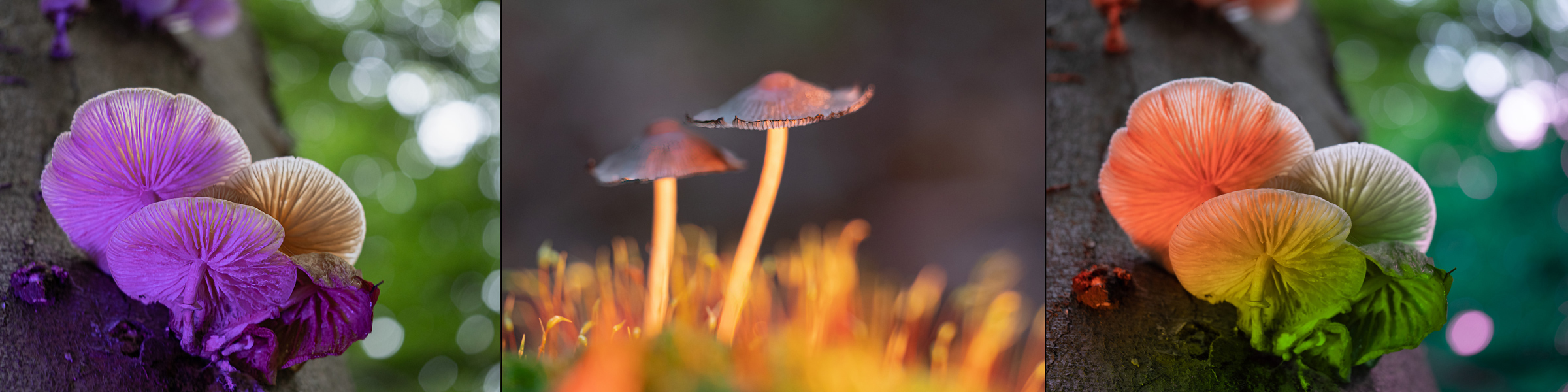 ordinary web and lamp